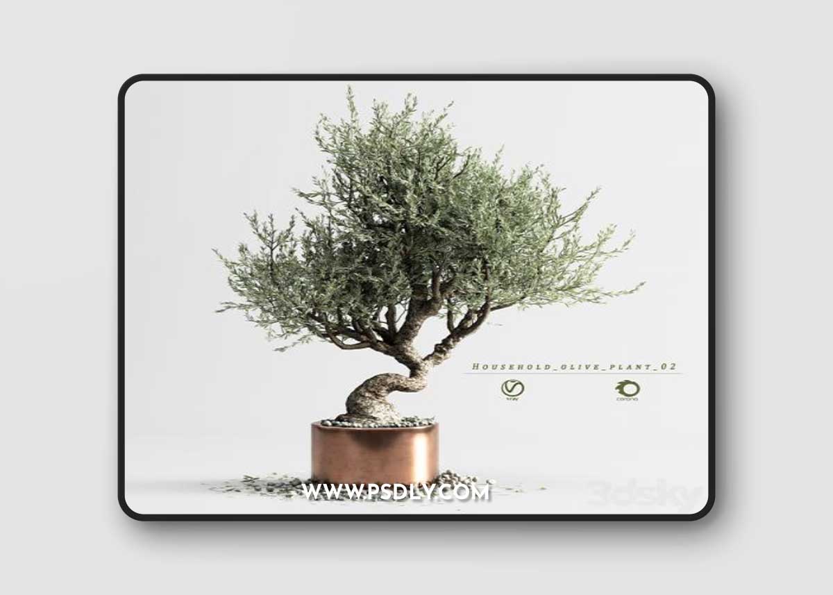 Household olive plant 02 3D Model