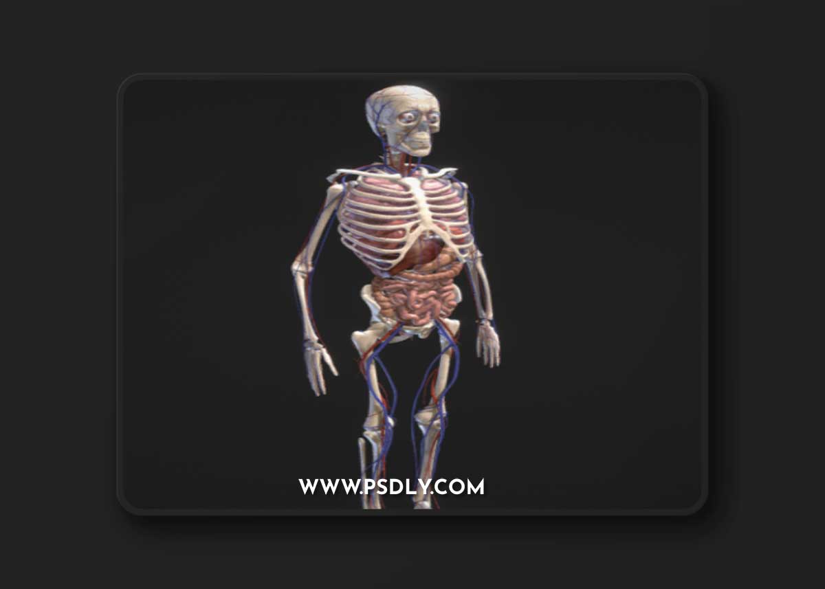 Human Body with circulatory system