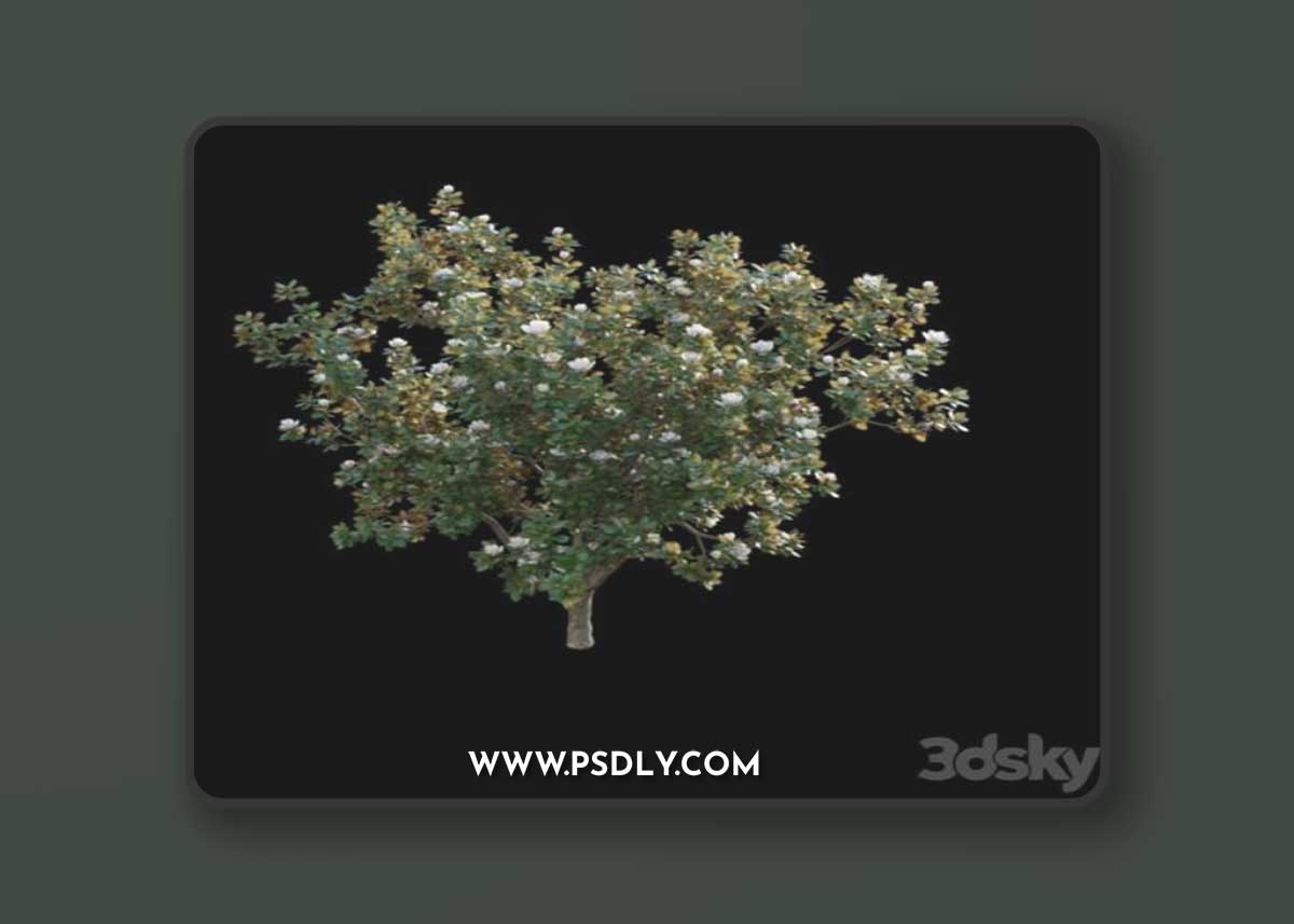 Magnolia grandiflora 02 3D Model