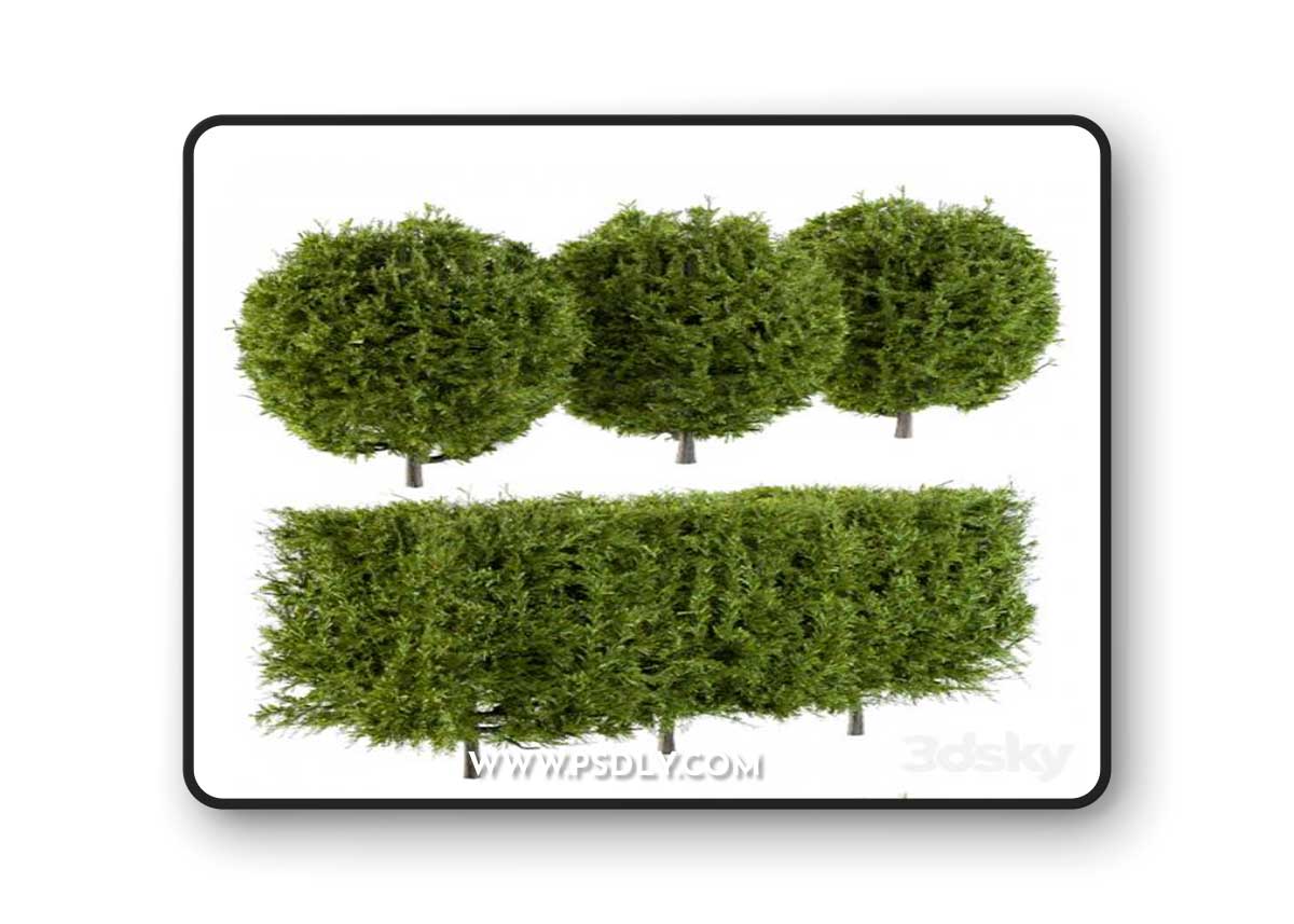 Needle Bush Shape (Cube and Globe)