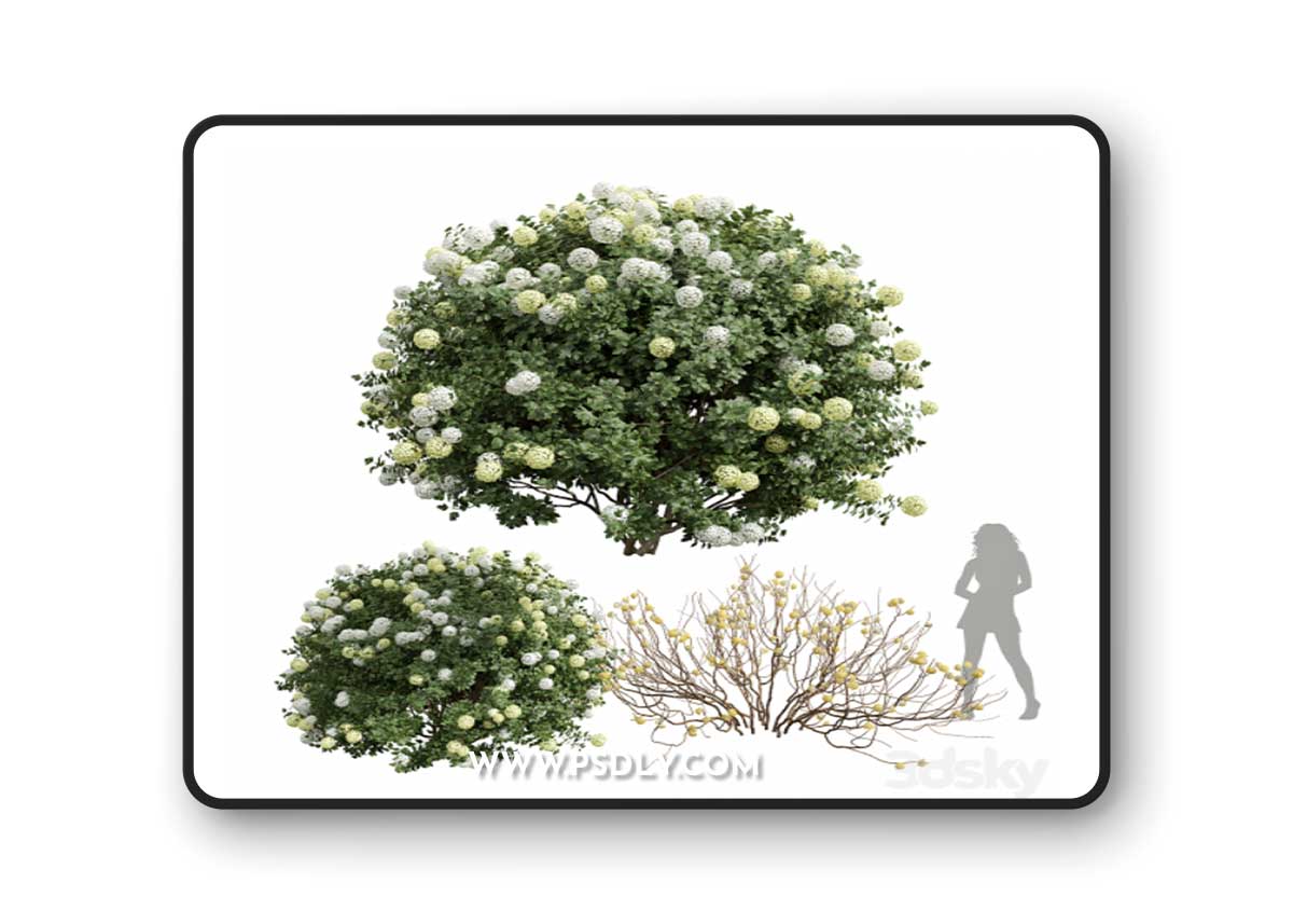 New Plant Edgeworthia Chrysantha Paperbush Viburnum Opulus Roseum Bush