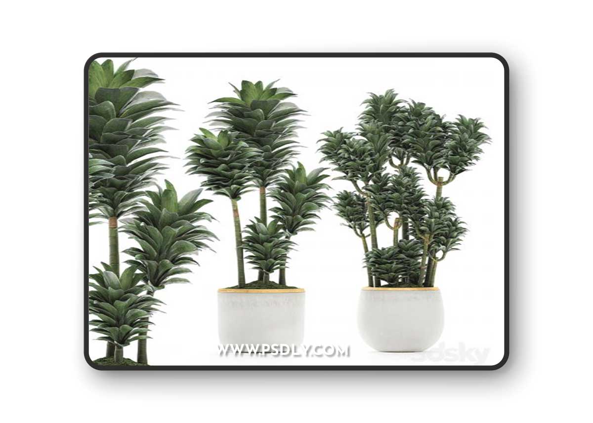 A beautiful small decorative flower of Dracaena Compacta in a white pot with gold. Set 533