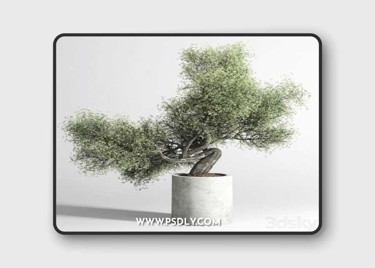 Bonsai Tree pots and shrubs 76 concrete dirt vase for plant outdoor