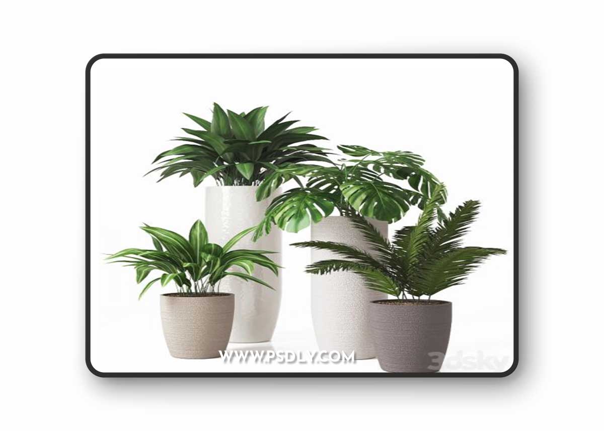 Collection of indoor plants 01 3D Model