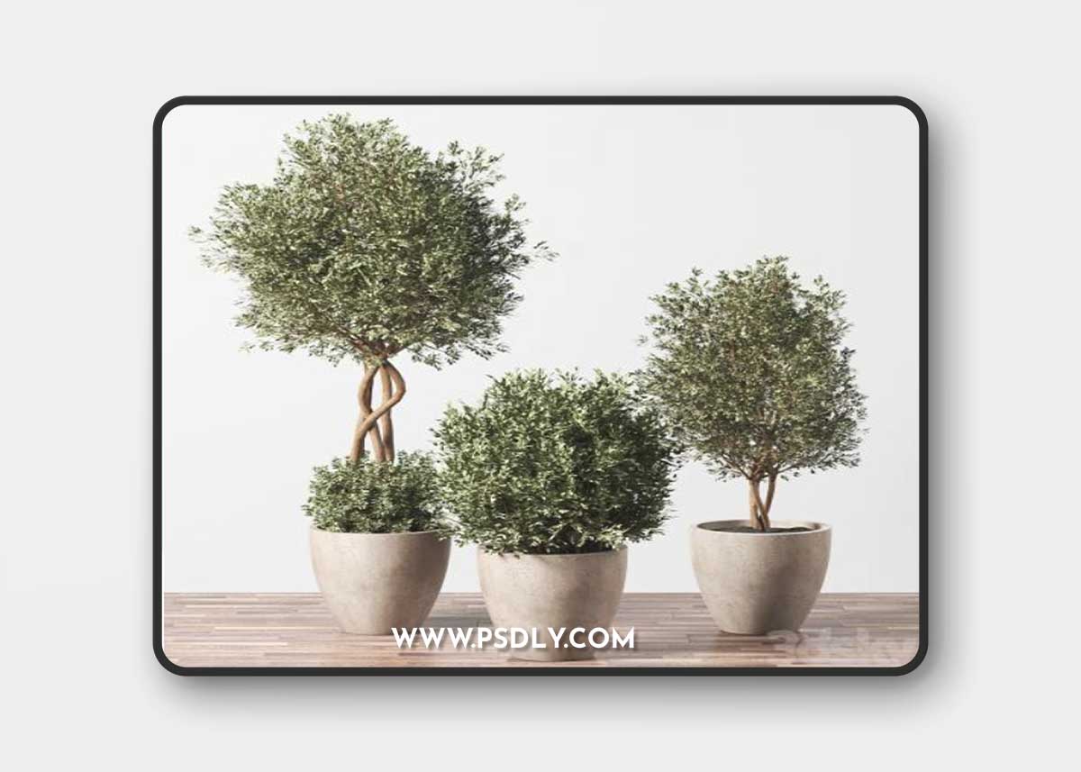 Indoor Plant Set 01 D Model