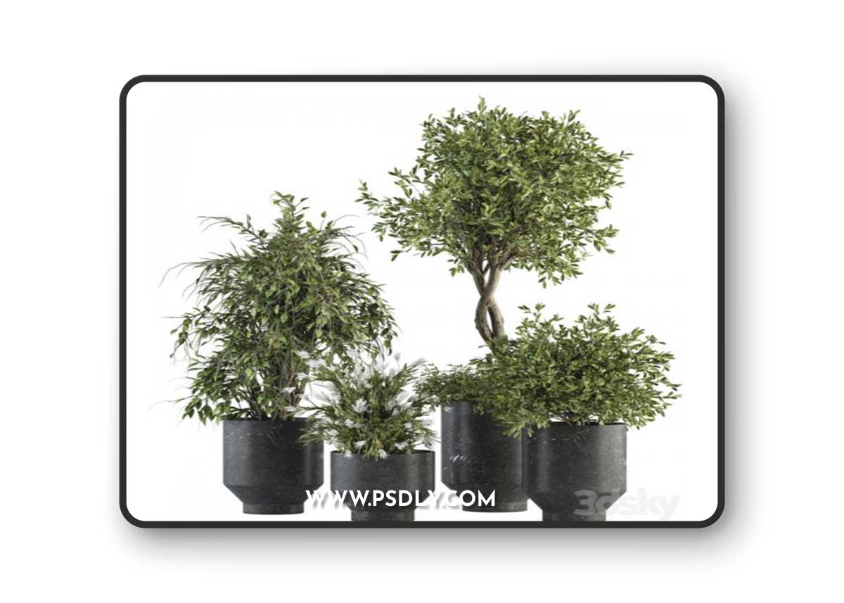 indoor Plant Set 308 - Tree and Plant Set in Black pot