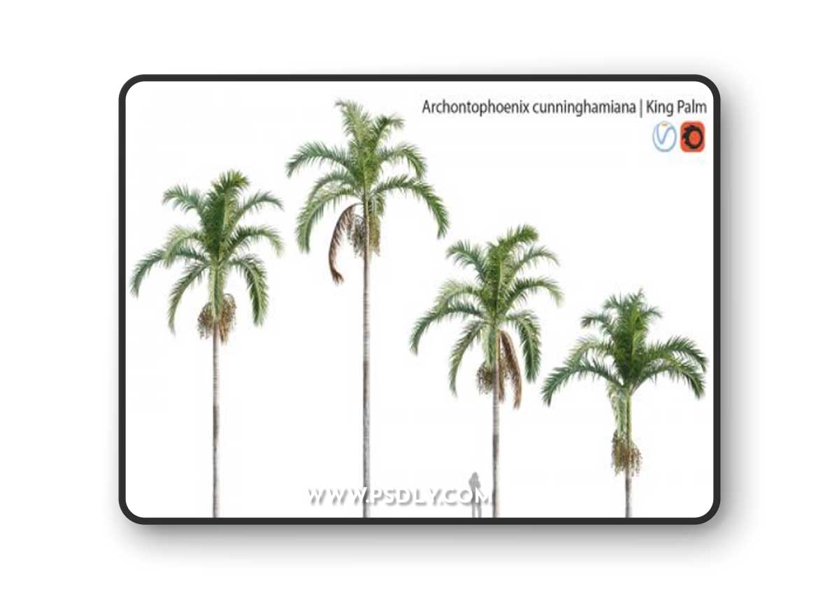 Archontophoenix cunninghamiana - King Palm - 01