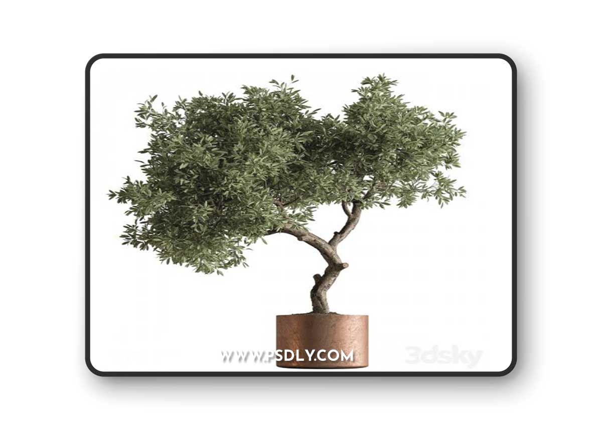 Indoor Plant 573 -Tree in Pot
