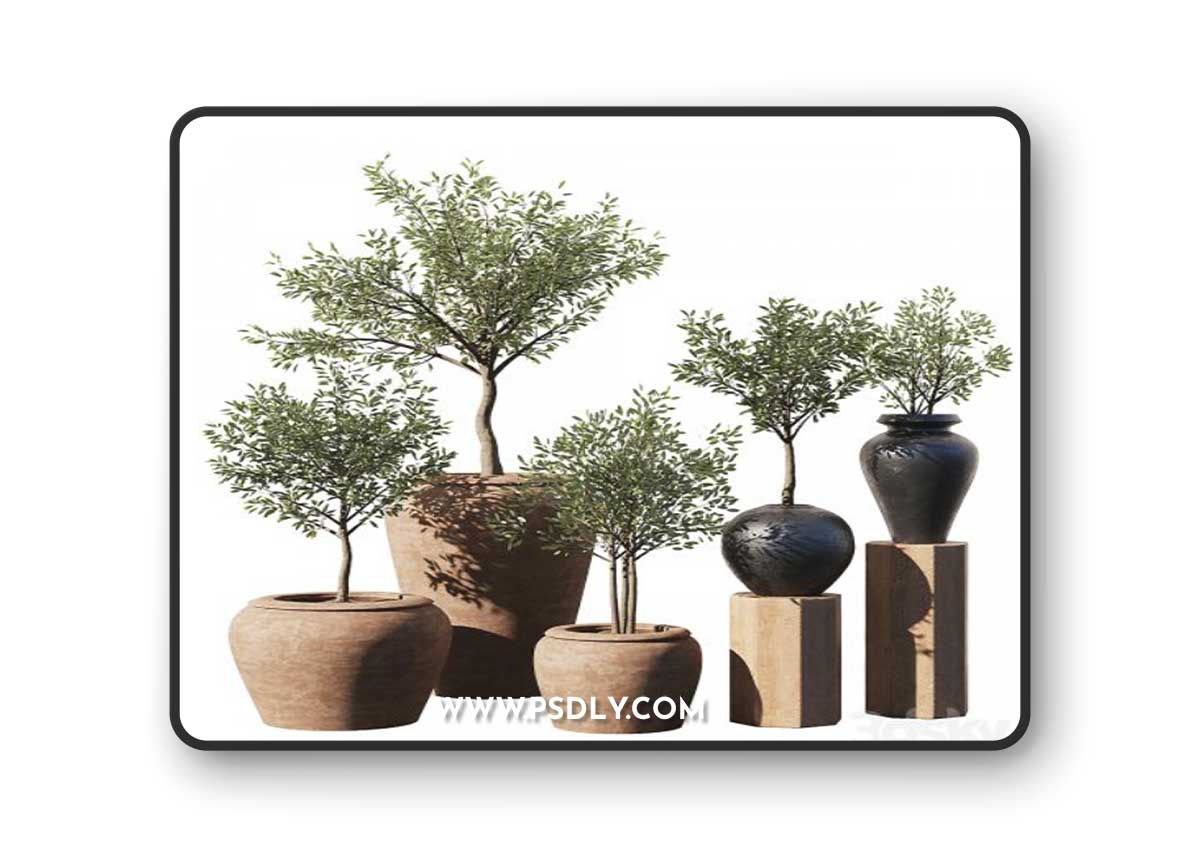 Indoor Plant Set V11 - Olive Old Pot