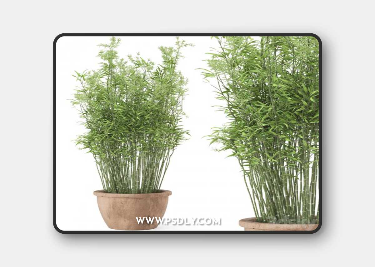 Outdoor Plants Bamboo in rusty Cly Pots - Set 10