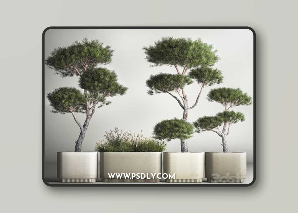 Small trees in pots pine topiary, wildflowers, bush, feather grass grass. Plant collection 1177