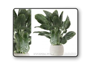 Indoor Plants in Handmade Stone Pot - Set 1797Indoor Plants in Handmade Stone Pot - Set 1797
