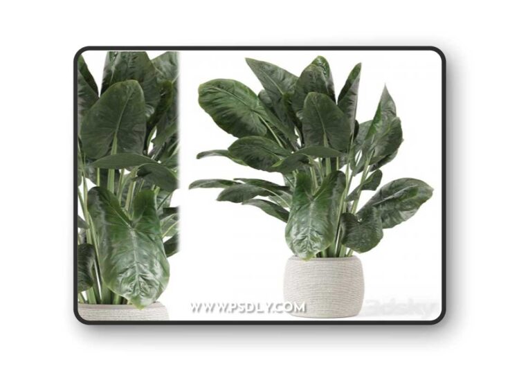Indoor Plants in Handmade Stone Pot - Set 1797Indoor Plants in Handmade Stone Pot - Set 1797