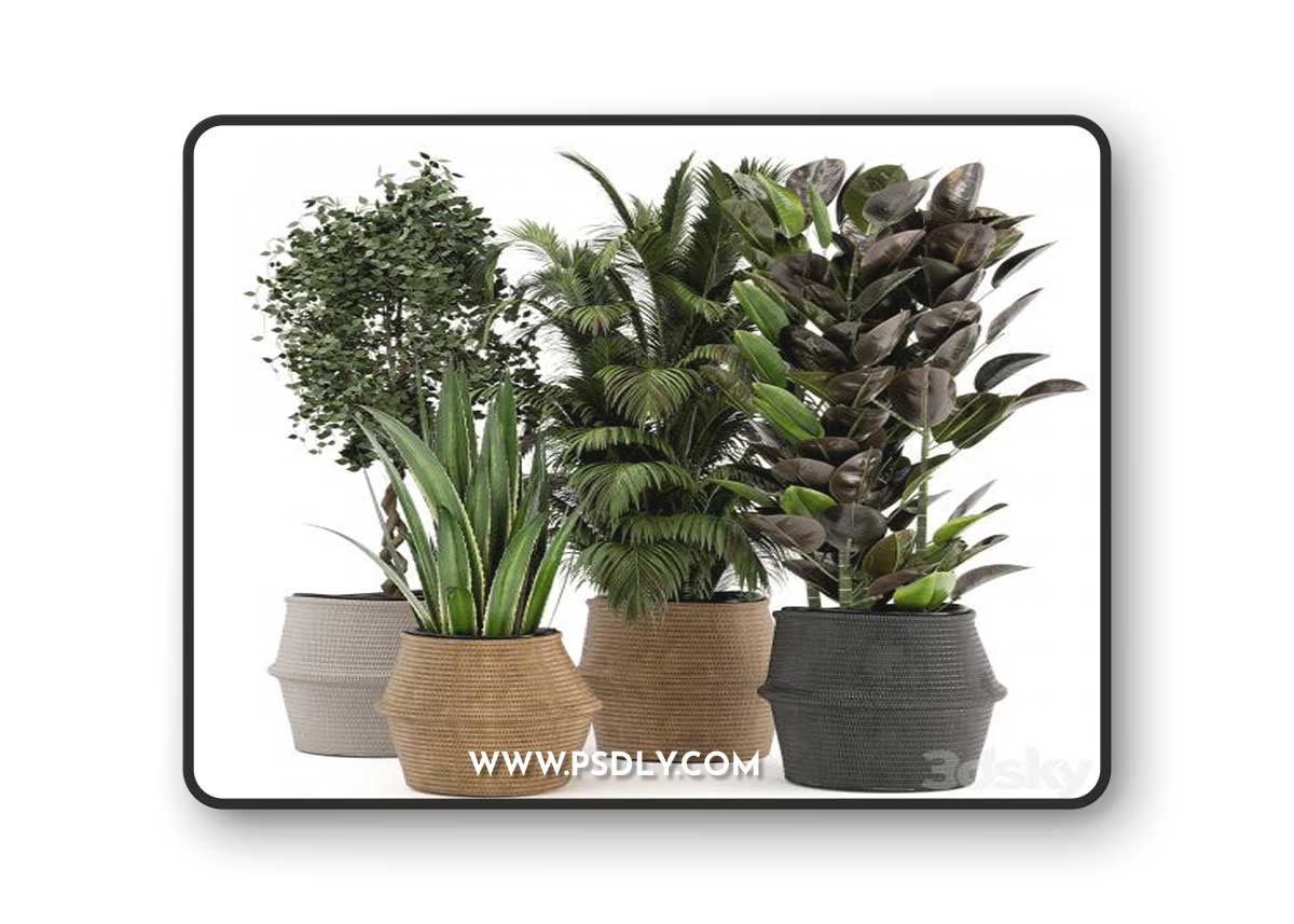Indoor Plants in Wicker Basket - Set 258