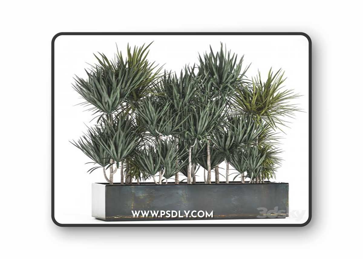Lush exotic thickets of Dracaena bushes in a metal pot flowerbed. 887