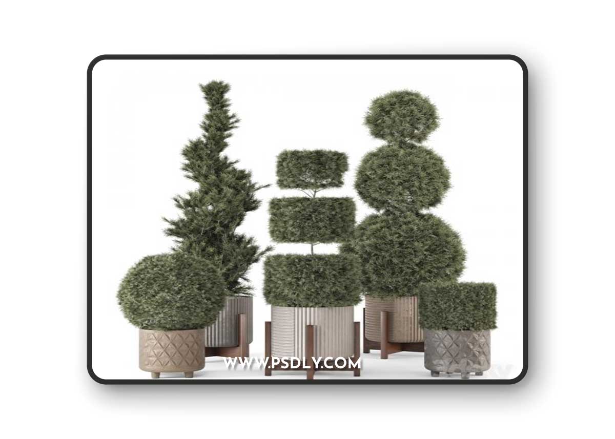 Outdoor Pine Plants in Concrete Pot - Set 522
