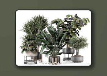 Indoor Plants in Ferm Living Bau Pot Large - Set 1351
