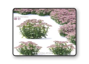 Sedum prominent Flowers | Sedum spectabile