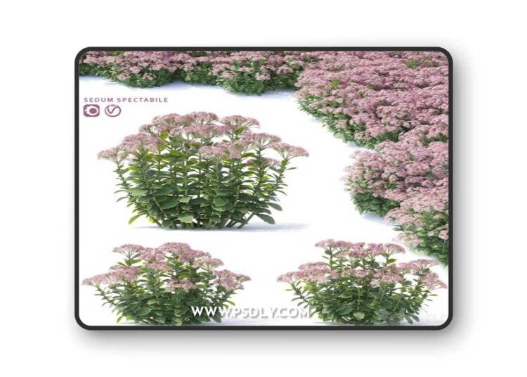 Sedum prominent Flowers | Sedum spectabile