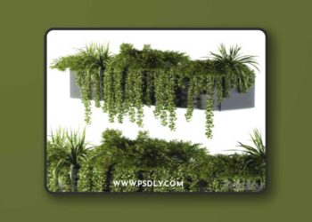 ivy plants in box - Outdoor Set 62