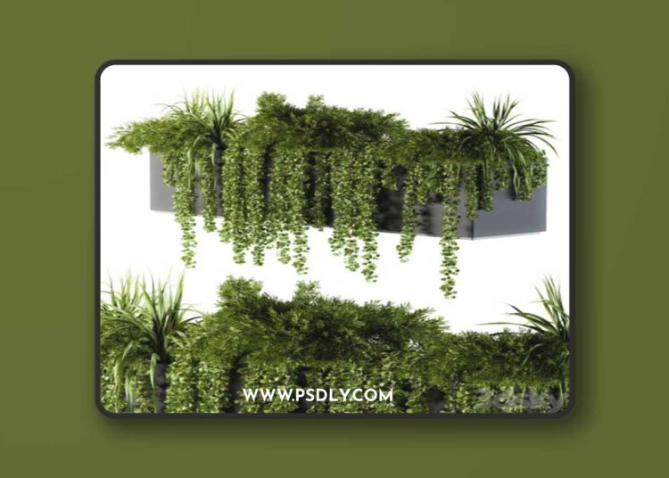 ivy plants in box - Outdoor Set 62