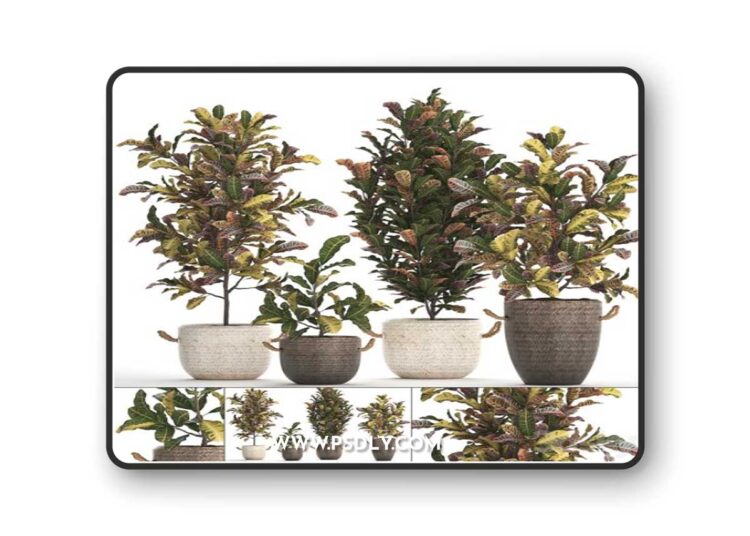 A collection of plants in modern white rattan baskets with small bushes of croton trees. Set 432