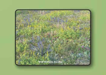 Blooming meadow grass 2 3D Model