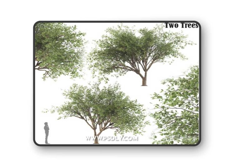 Chinese Stewartia tree (two trees)
