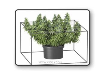 FLOWER PACK 251С Cannabis