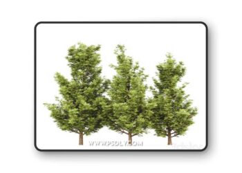 Leyland cypress - leylandi