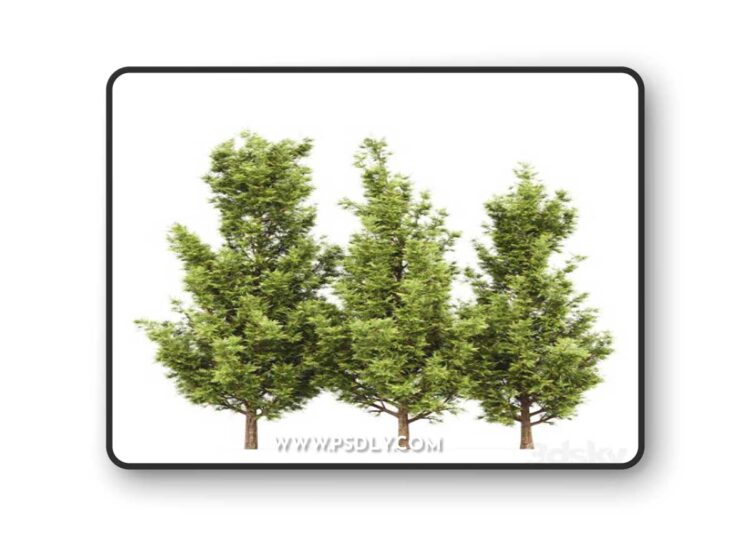 Leyland cypress - leylandi
