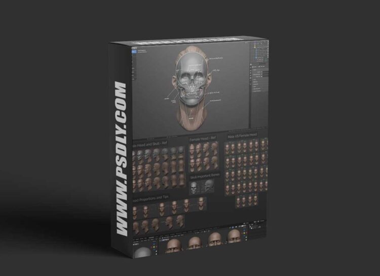 Master Sculpting Heads - 3D Blender Course - New Update! (V1.4)