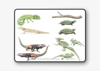 Reptile Collection 3D Model