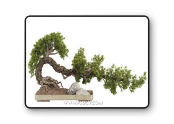 Bonsai Tree 229 3D Model