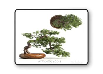 Bonsai04 3D Model