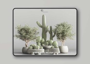 Cactus & plant vol 01 3D Model