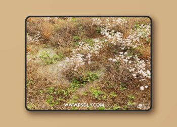 Dry-meadow-3D-Model