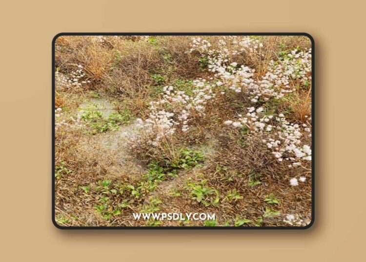 Dry-meadow-3D-Model