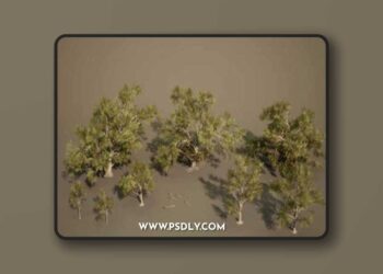 Foliage VOL.13 – Southern Oak Trees