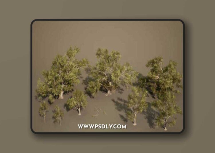 Foliage VOL.13 – Southern Oak Trees
