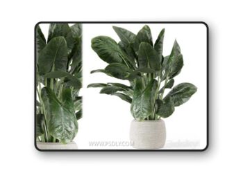 Indoor Plants in Handmade Stone Pot - Set 1797