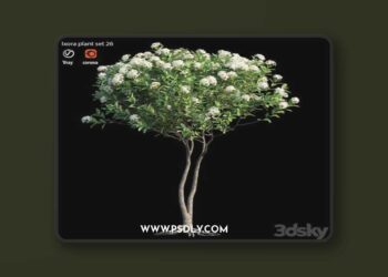 Ixora plant set 26 3D Model