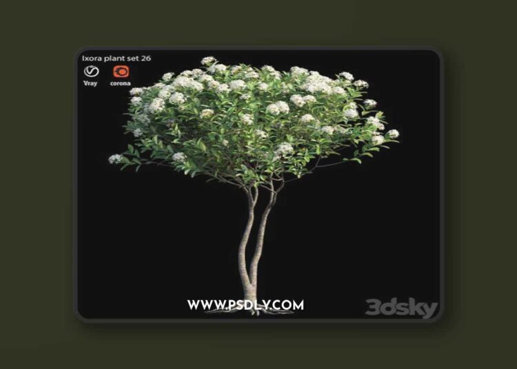 Ixora plant set 26 3D Model