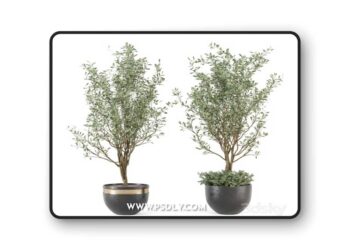 Outdoor-bush-and-Tree-in-rusty-Concrete-Pot---Set-204