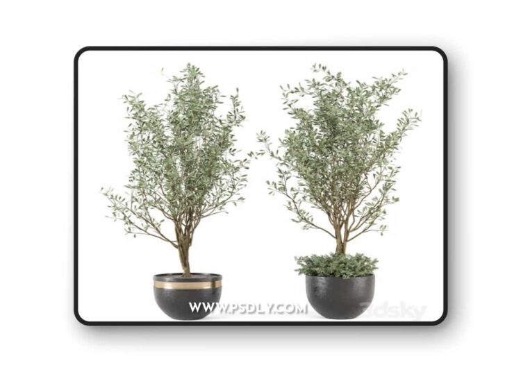 Outdoor-bush-and-Tree-in-rusty-Concrete-Pot---Set-204
