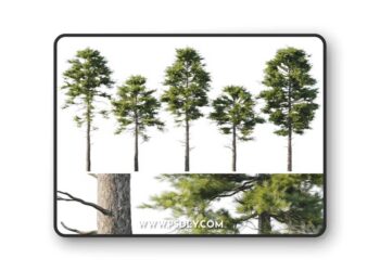 Pine 18m and 12m 3D Model