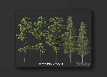 Pinus Palustris and Sphaeropteris Lepifera