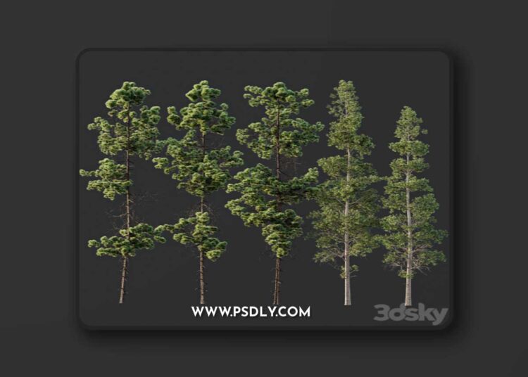 Pinus Palustris and Sphaeropteris Lepifera