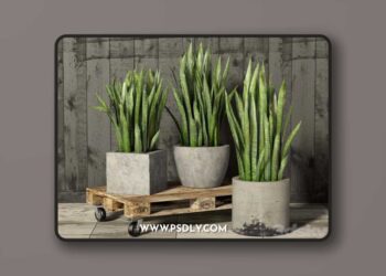 Sansevieria 3D Model