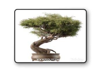 indoor Plant 452 - Bonsai Plant